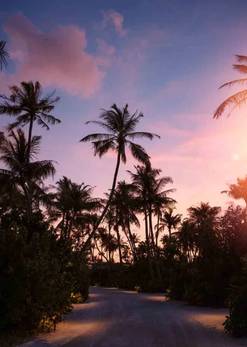 Palm trees silhouetted against a pink sunset over an Indian Ocean island resort
